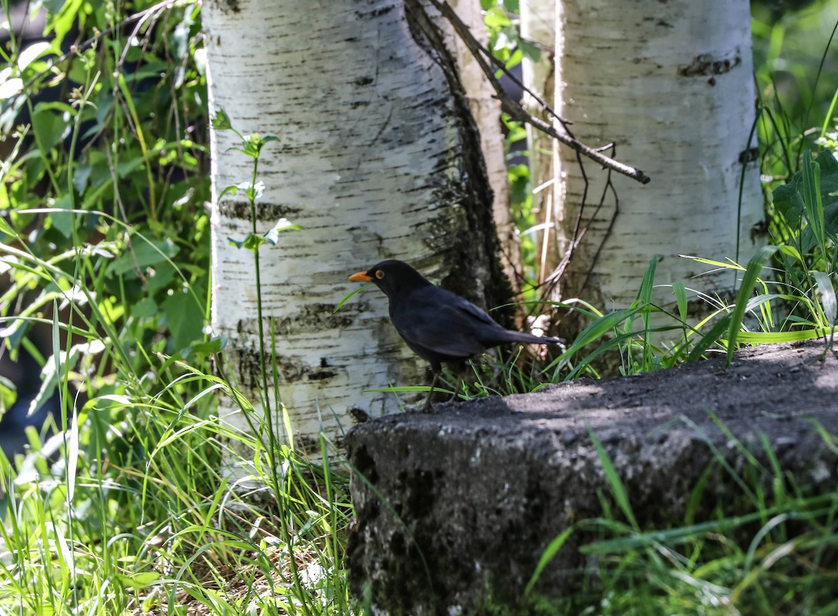 Eurasian Blackbird - ML623134542