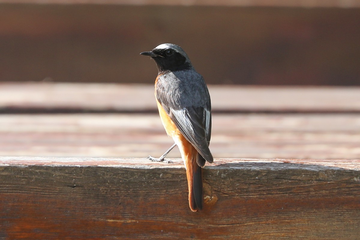 Black Redstart - ML623134546