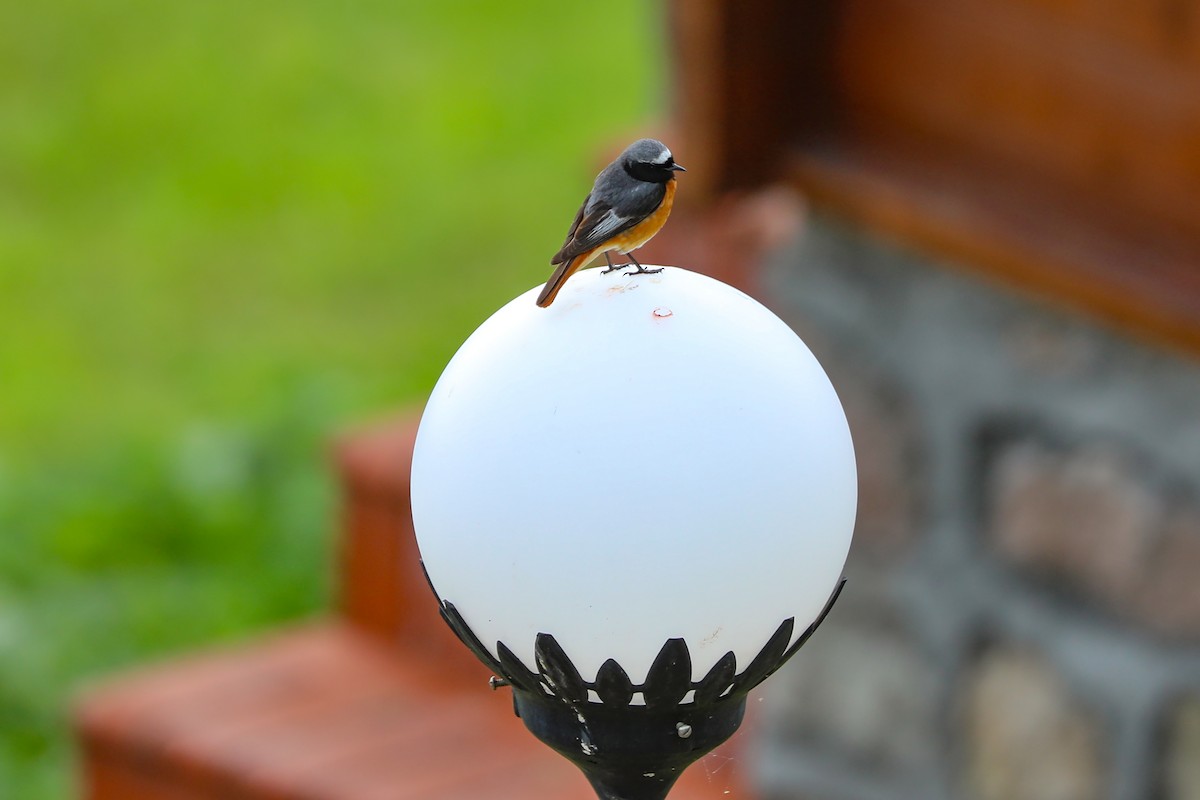 Black Redstart - ML623134547