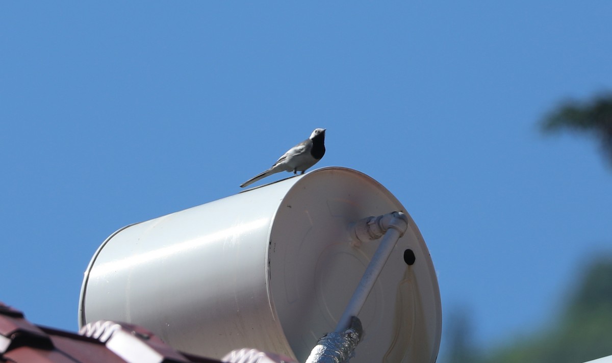 White Wagtail - ML623134548