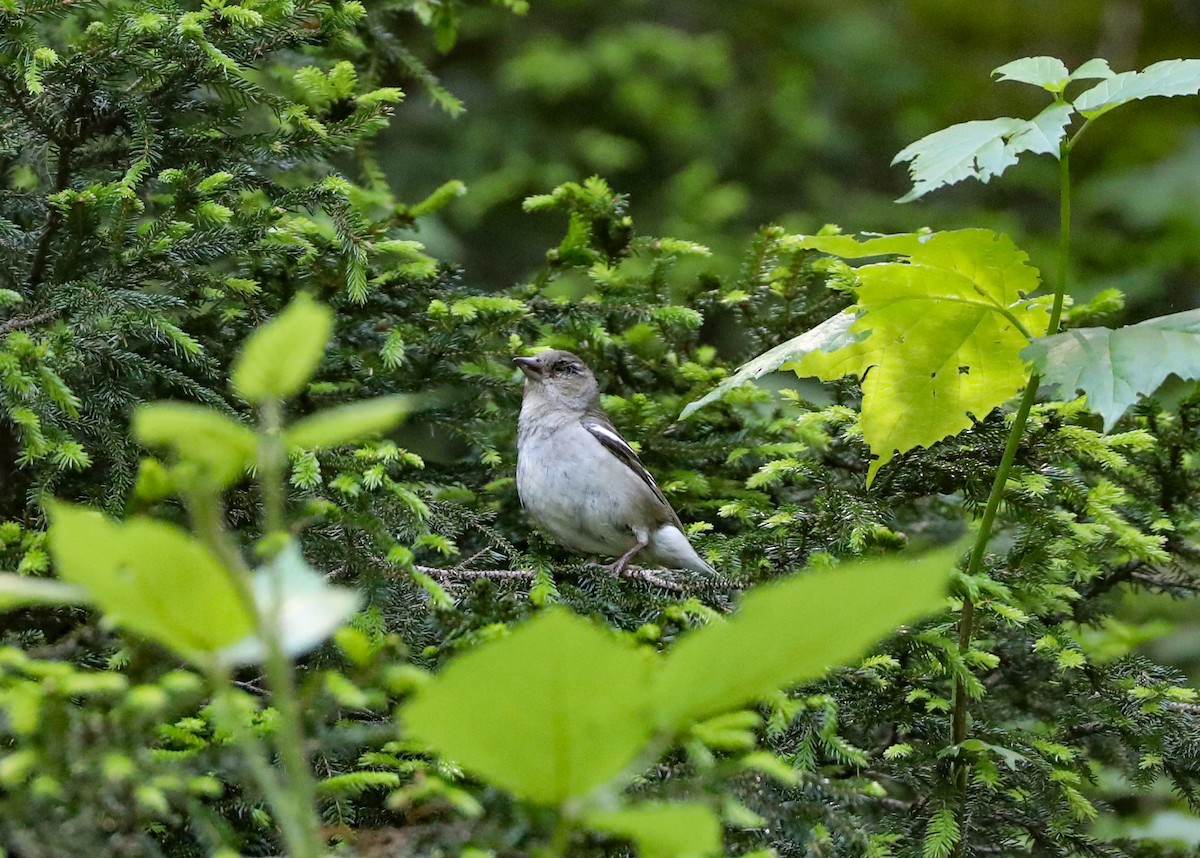 Hawfinch - ML623134549