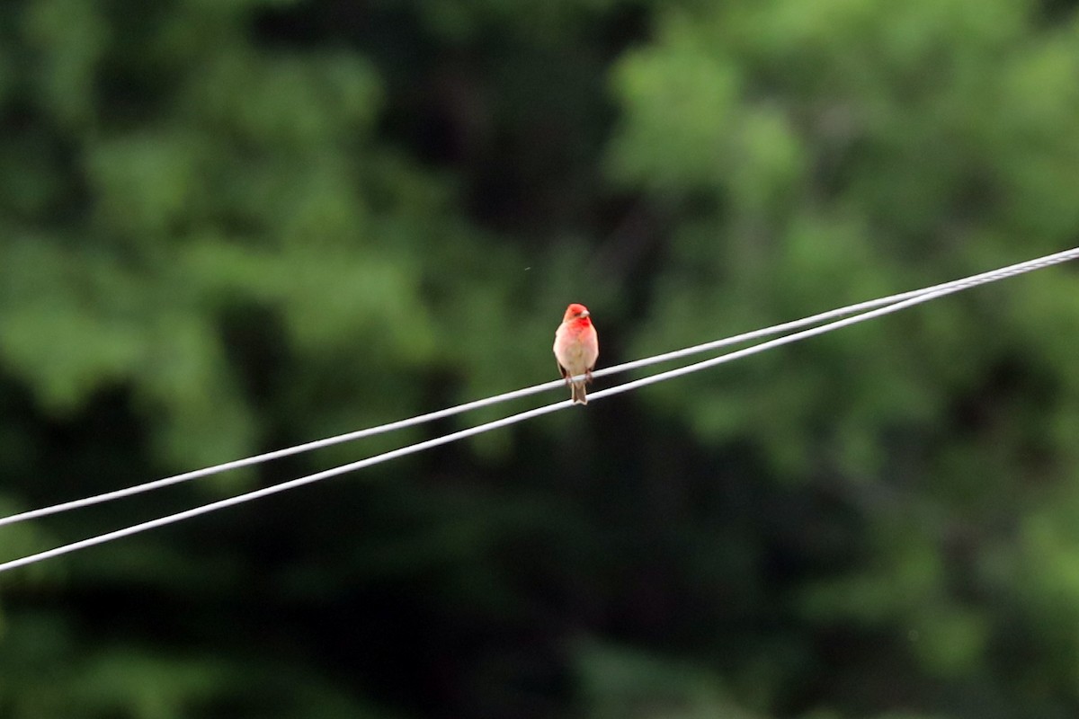 Common Rosefinch - ML623134550