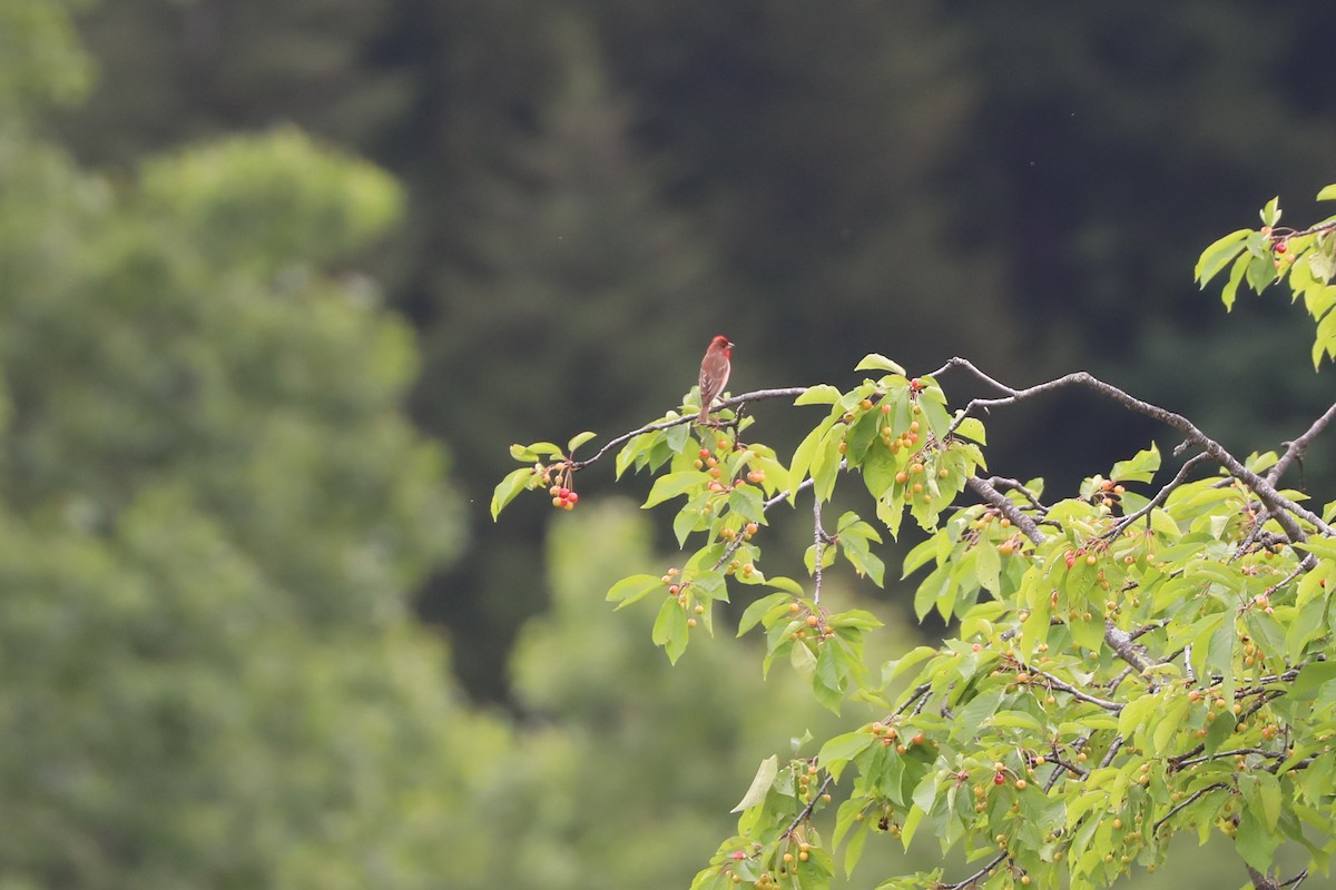 Common Rosefinch - ML623134551