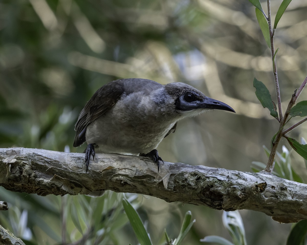 Little Friarbird - ML623134552