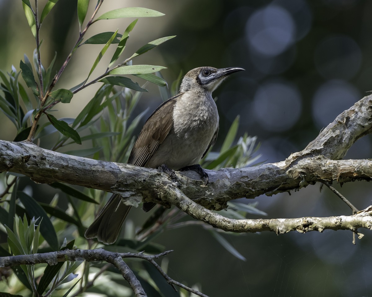 Little Friarbird - ML623134559