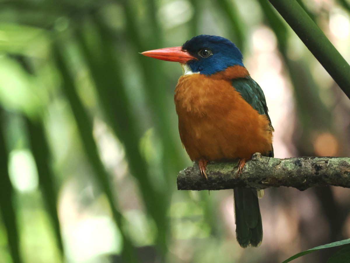 Green-backed Kingfisher - ML623134560