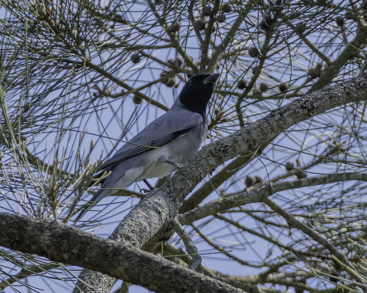 Black-faced Cuckooshrike - ML623134565