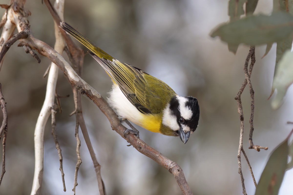 Western Shrike-tit - ML623134586