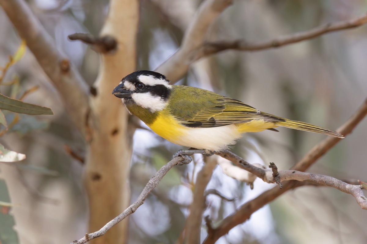 Western Shrike-tit - ML623134588