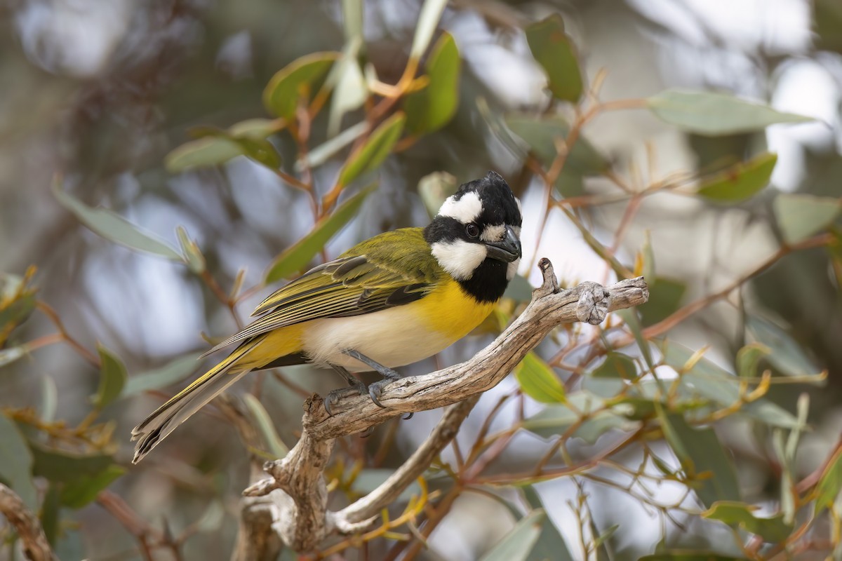 Western Shrike-tit - ML623134589