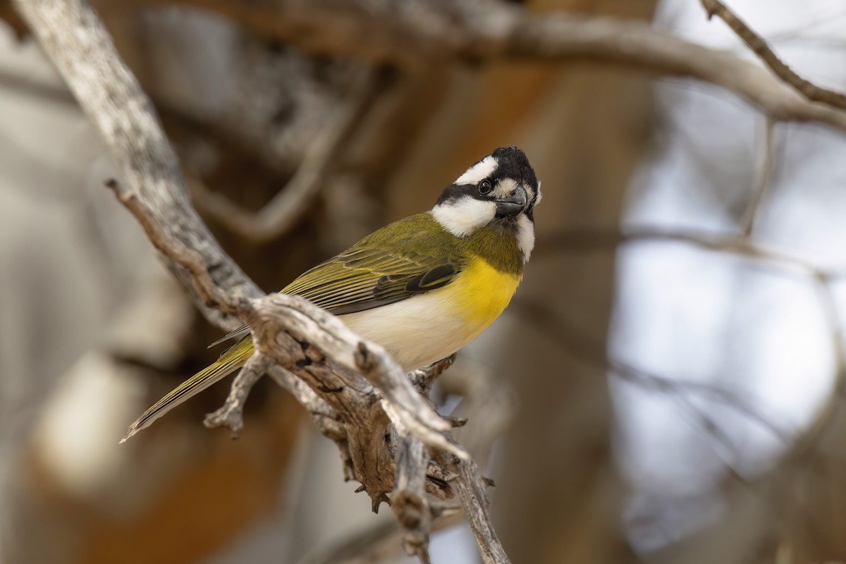 Western Shrike-tit - ML623134590