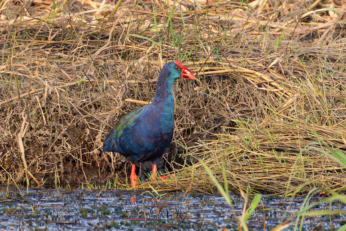 African Swamphen - ML623134593