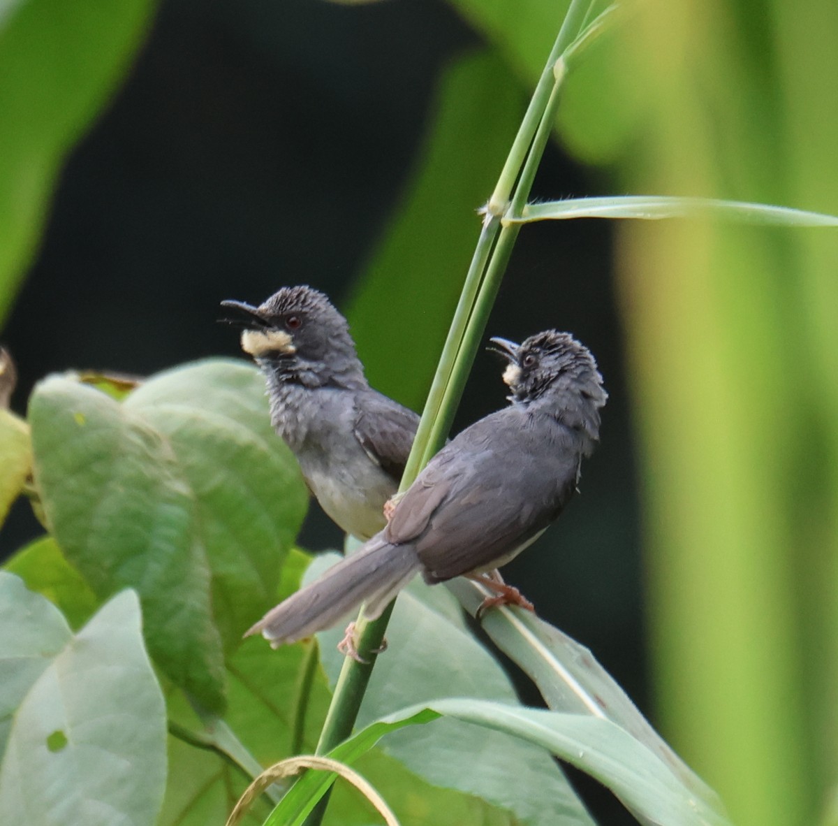 White-chinned Prinia - ML623134603