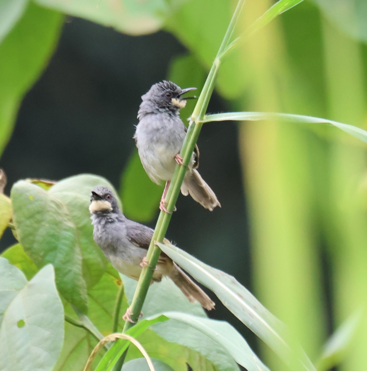 White-chinned Prinia - Leith Woodall