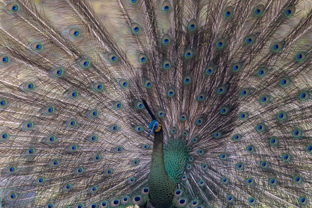 Green Peafowl - ML623134610