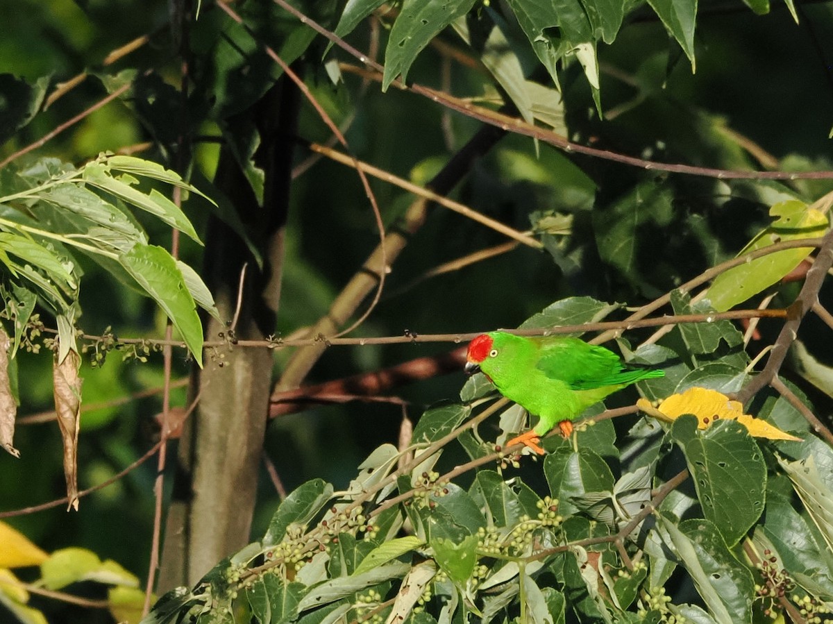 Sulawesi Hanging-Parrot - ML623134622