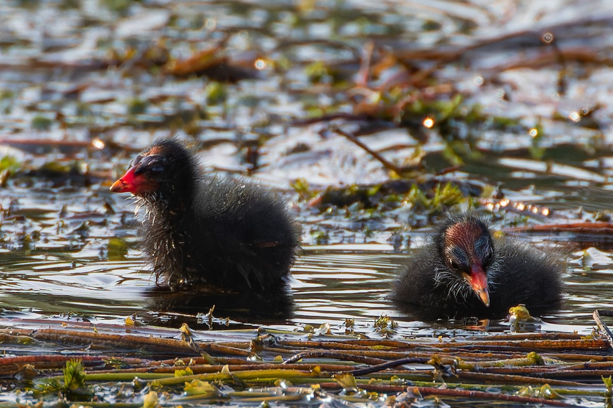 Eurasian Moorhen - ML623134624