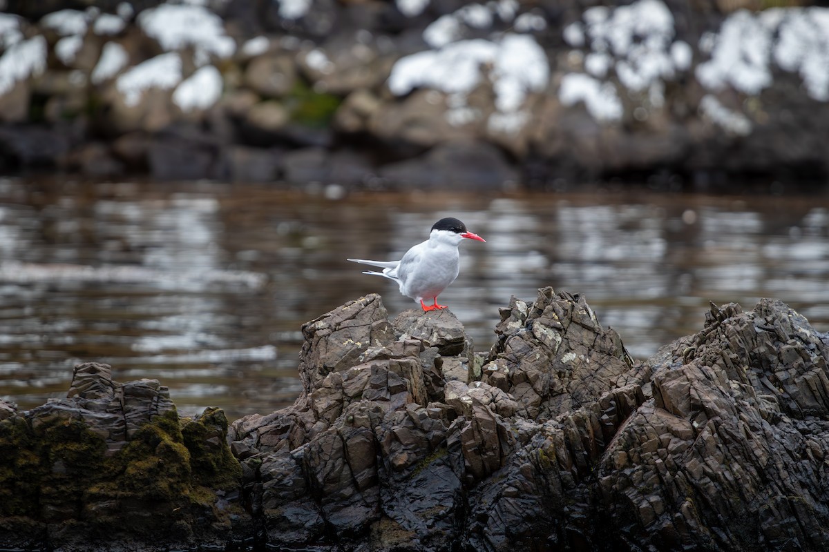 Antarctic Tern - ML623134633