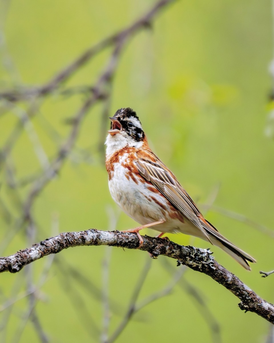 Rustic Bunting - ML623134640