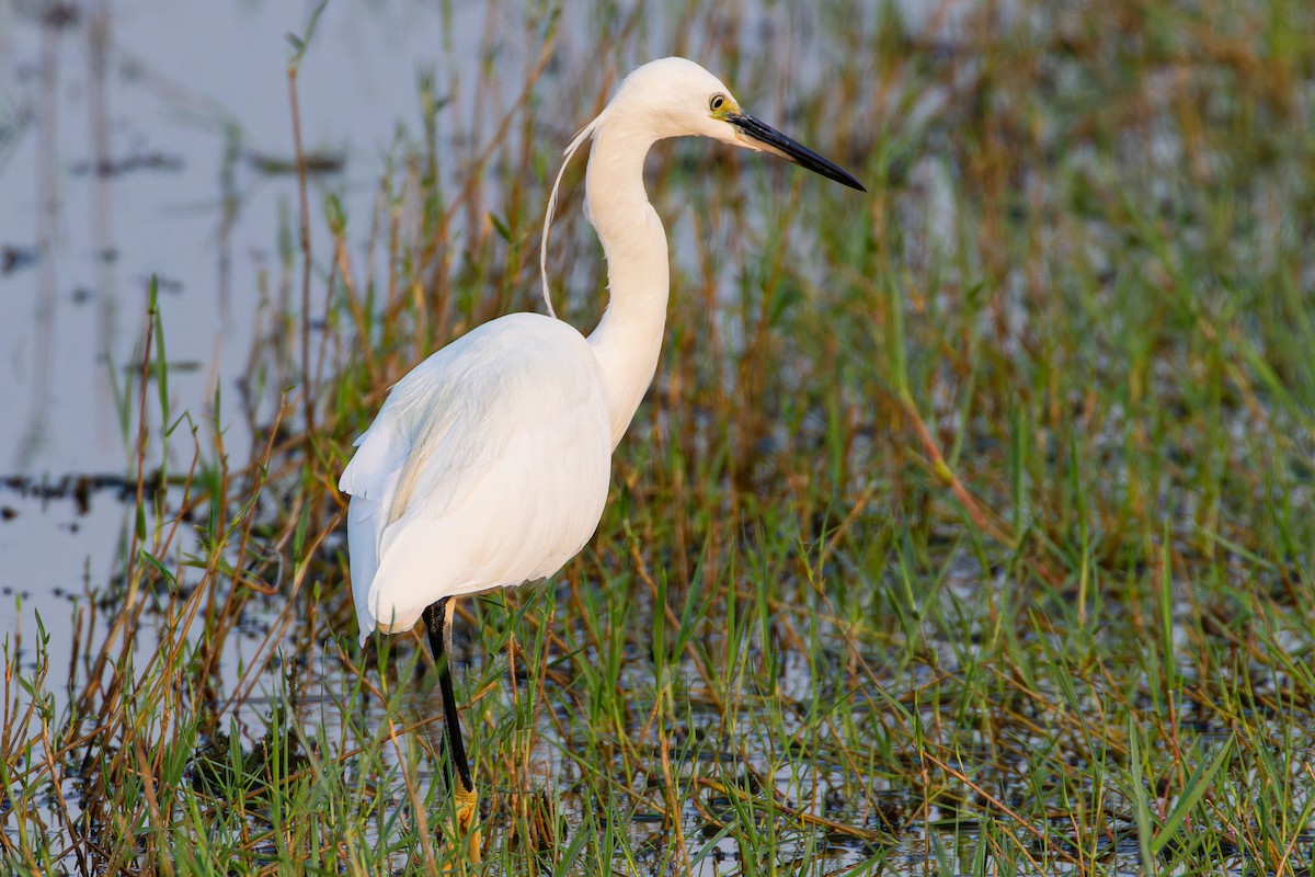 Little Egret - ML623134641