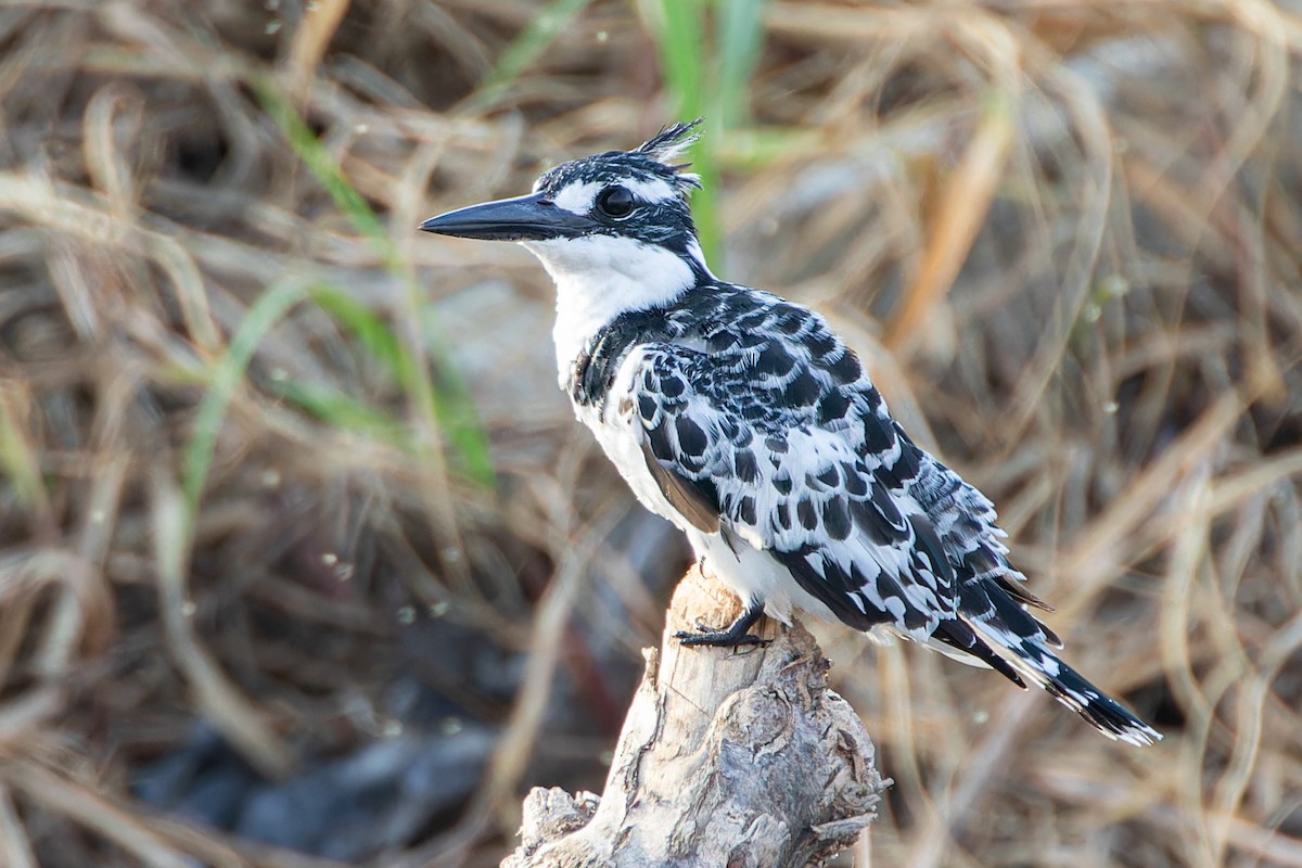 Pied Kingfisher - ML623134659