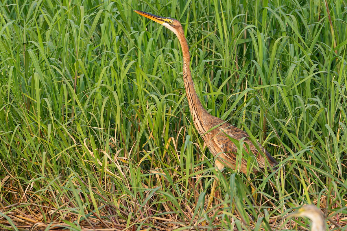 Purple Heron - ML623134661