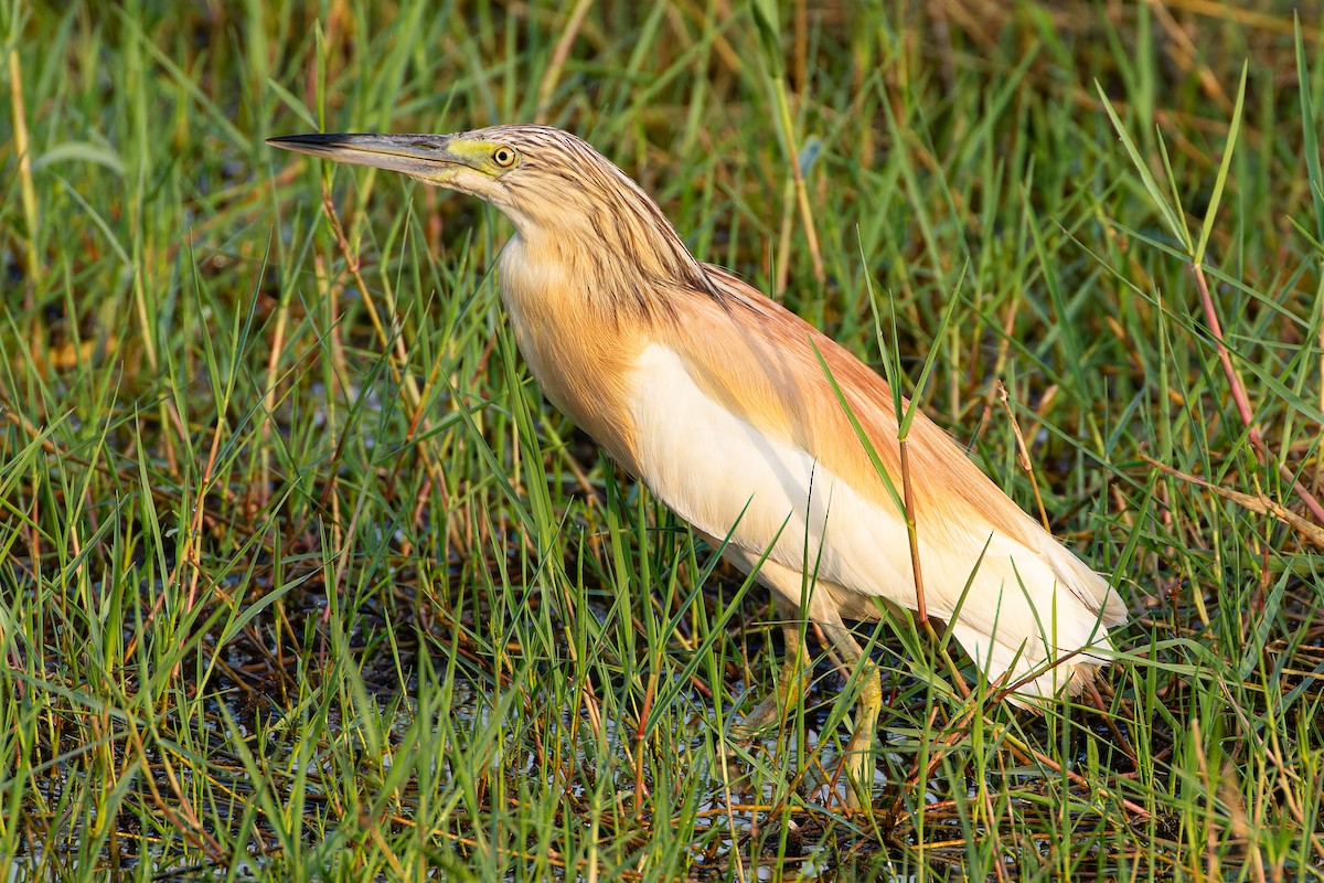 Squacco Heron - ML623134675