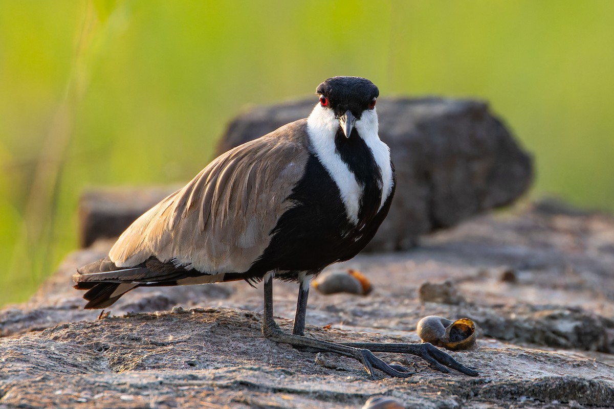 Spur-winged Lapwing - ML623134679