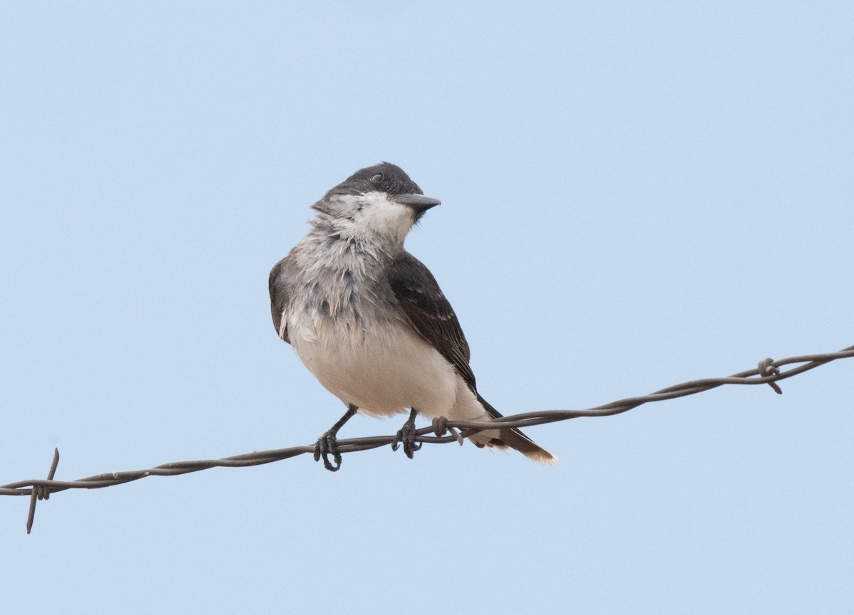 Eastern Kingbird - ML623134681