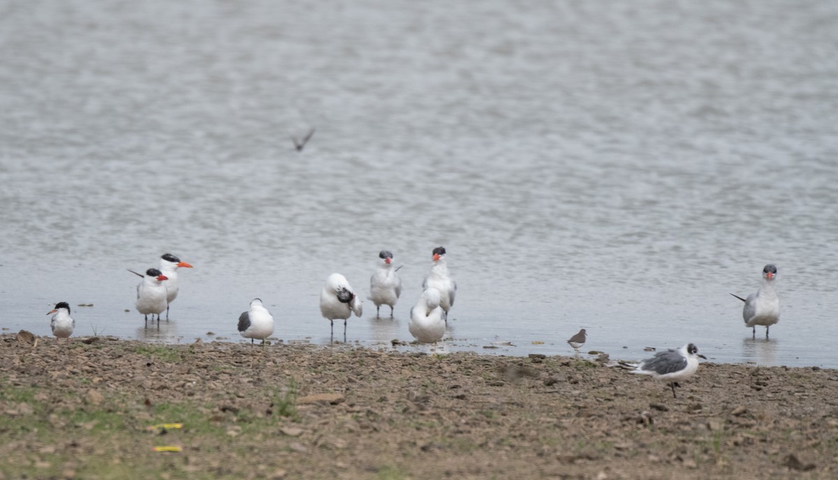 Caspian Tern - ML623134688