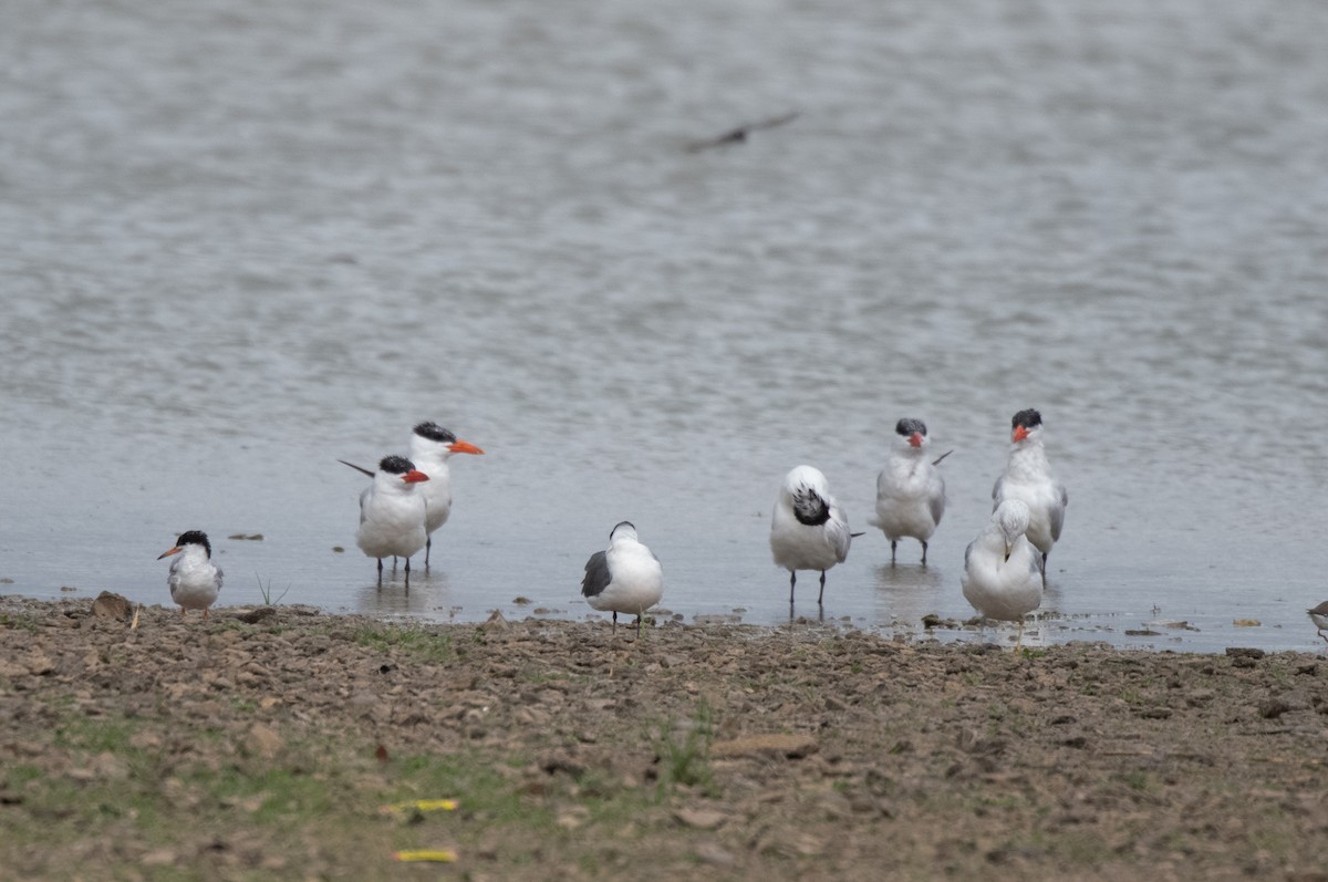 Caspian Tern - ML623134690