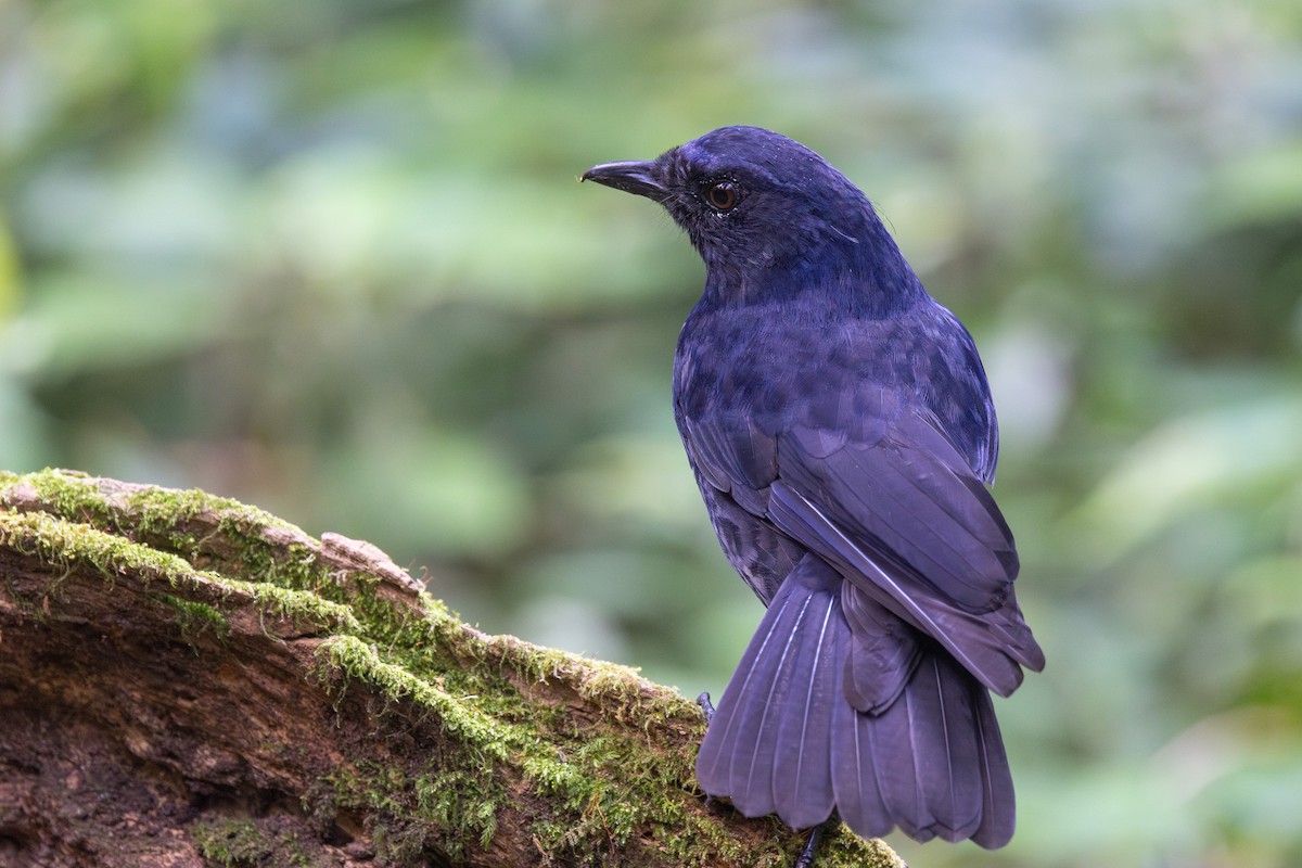 Javan Whistling-Thrush - ML623134692