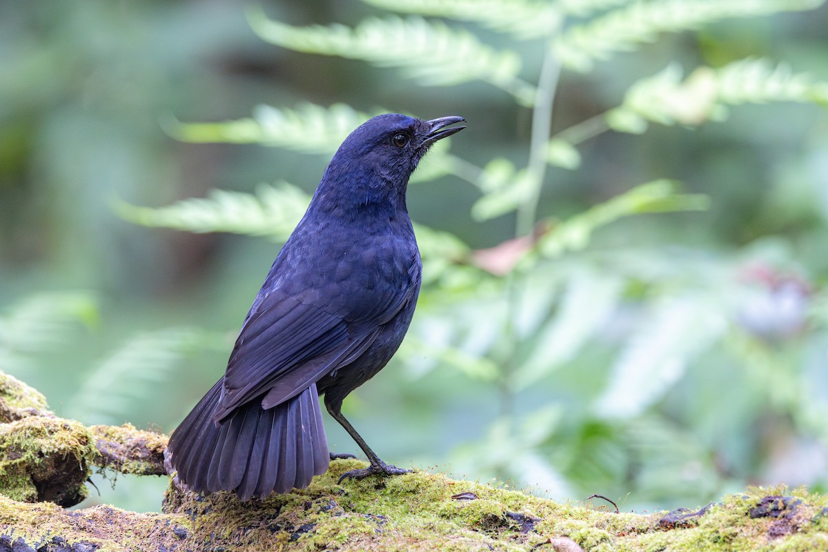 Javan Whistling-Thrush - ML623134693