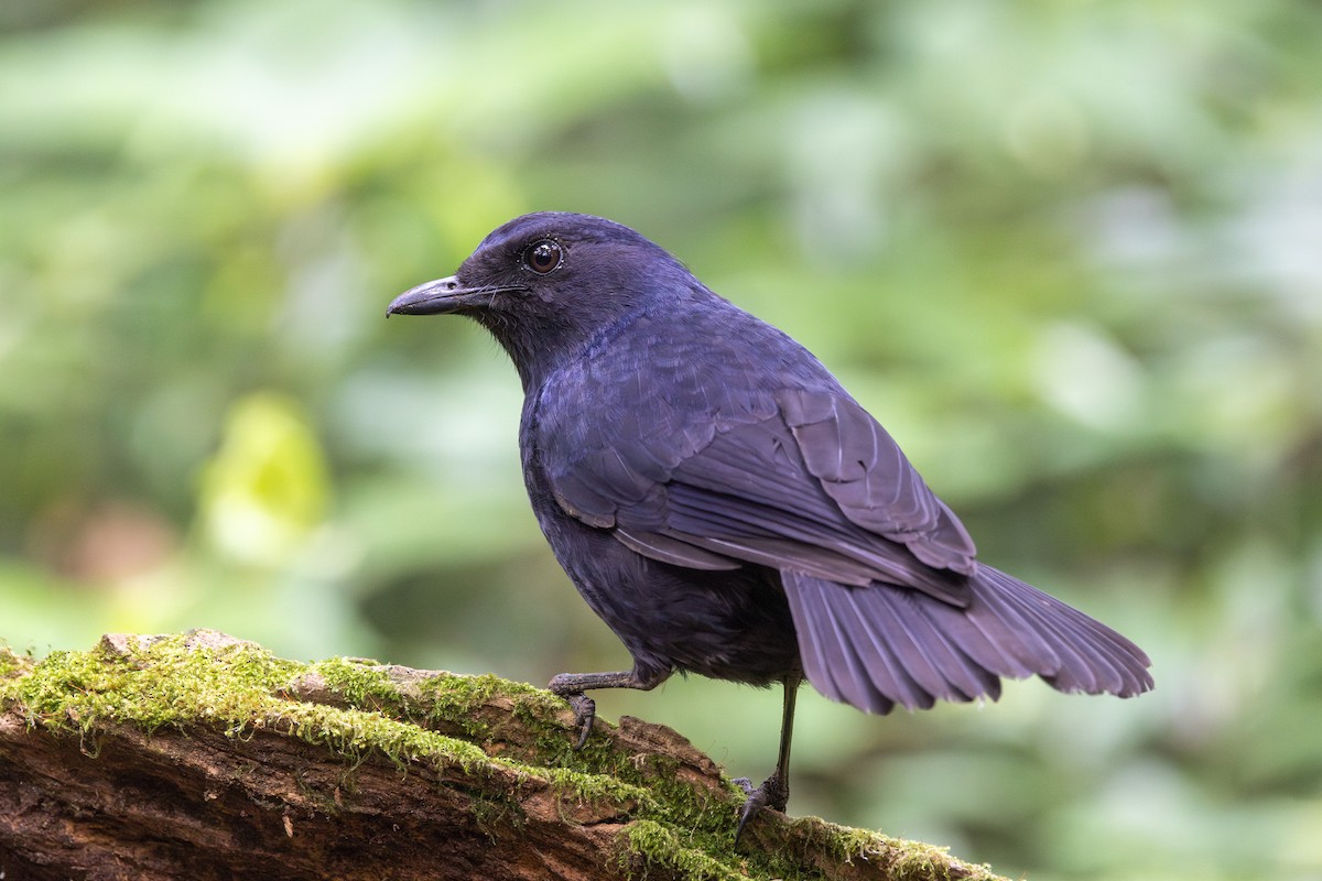 Javan Whistling-Thrush - ML623134694