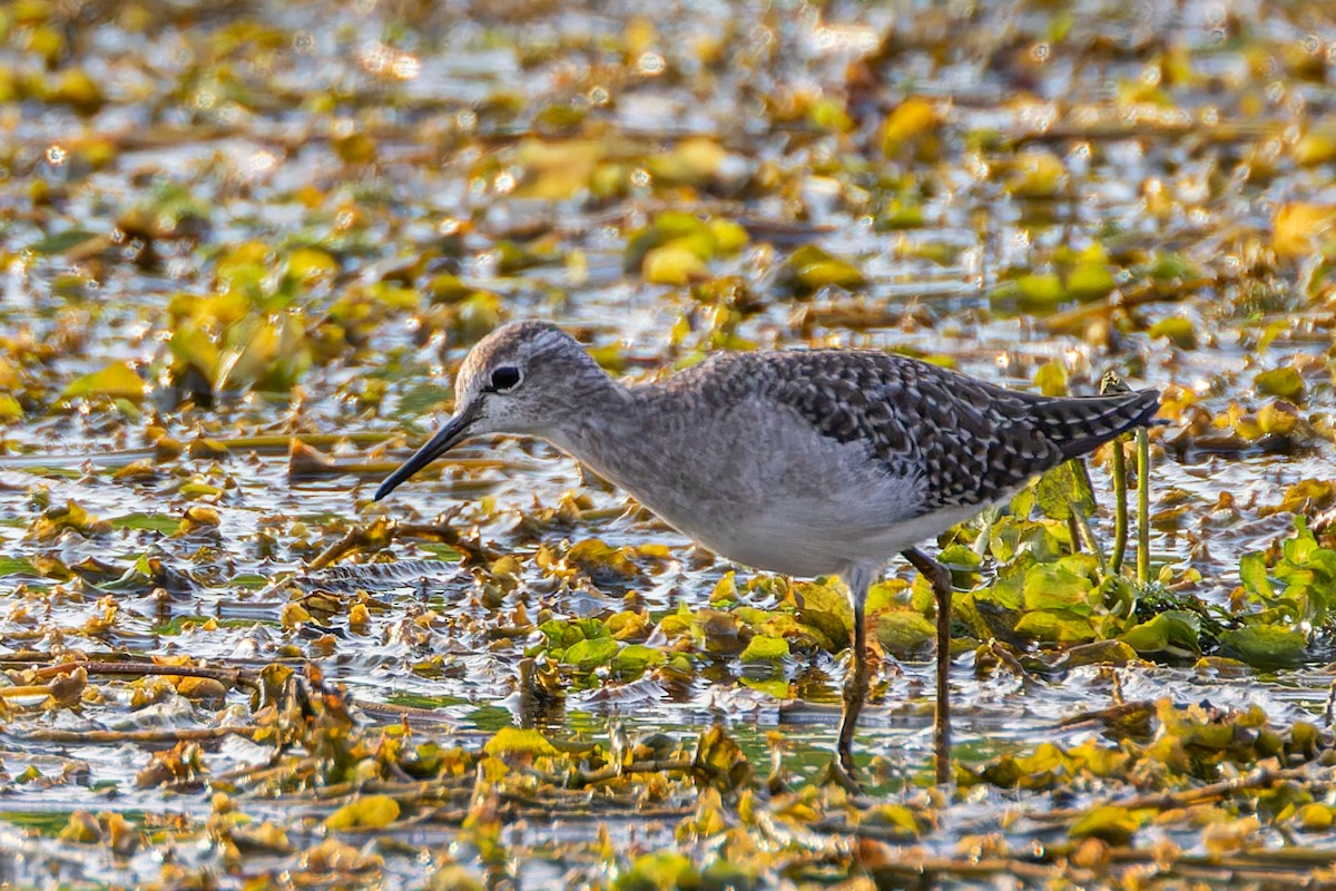 Wood Sandpiper - Steve Juhasz