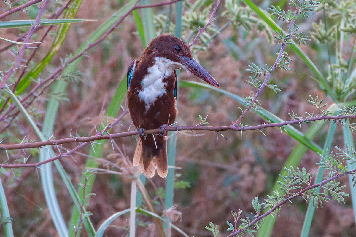 White-throated Kingfisher - ML623134718