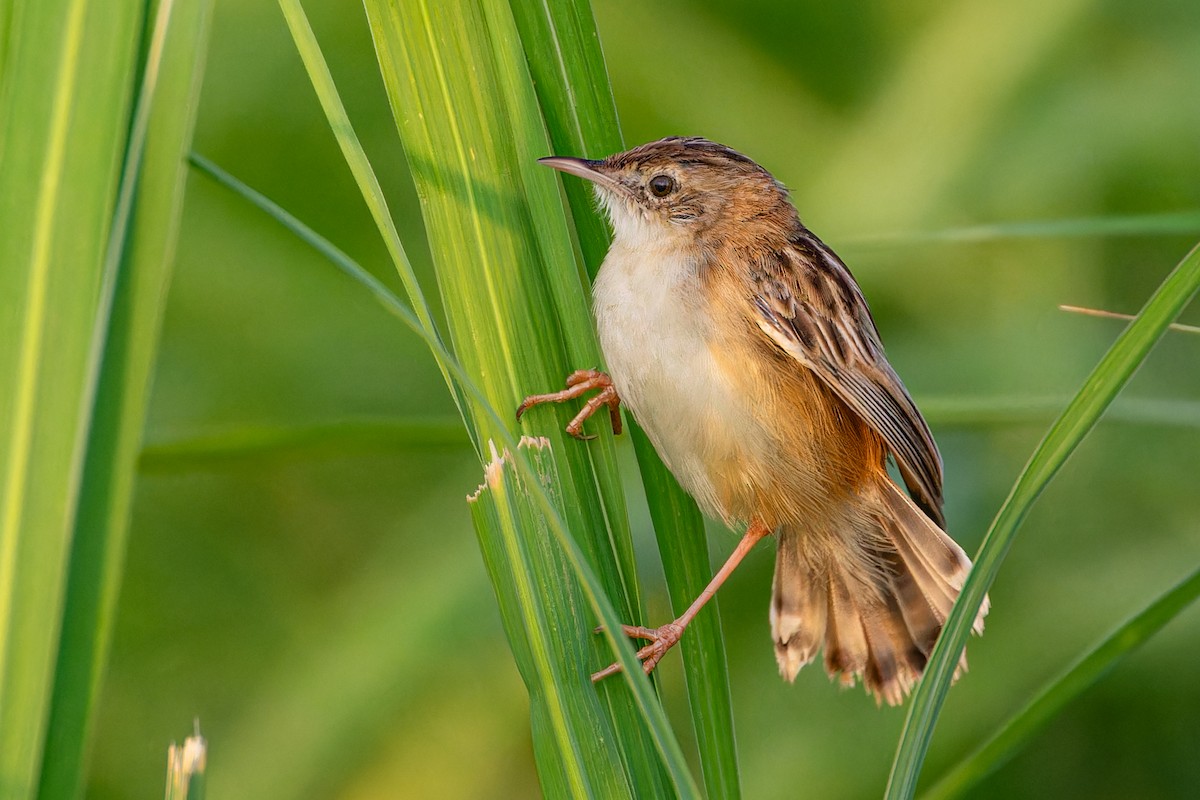 Zitting Cisticola - ML623134723