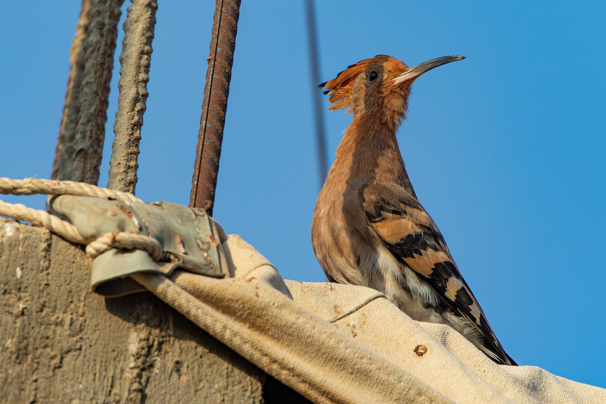 Eurasian Hoopoe - ML623134738