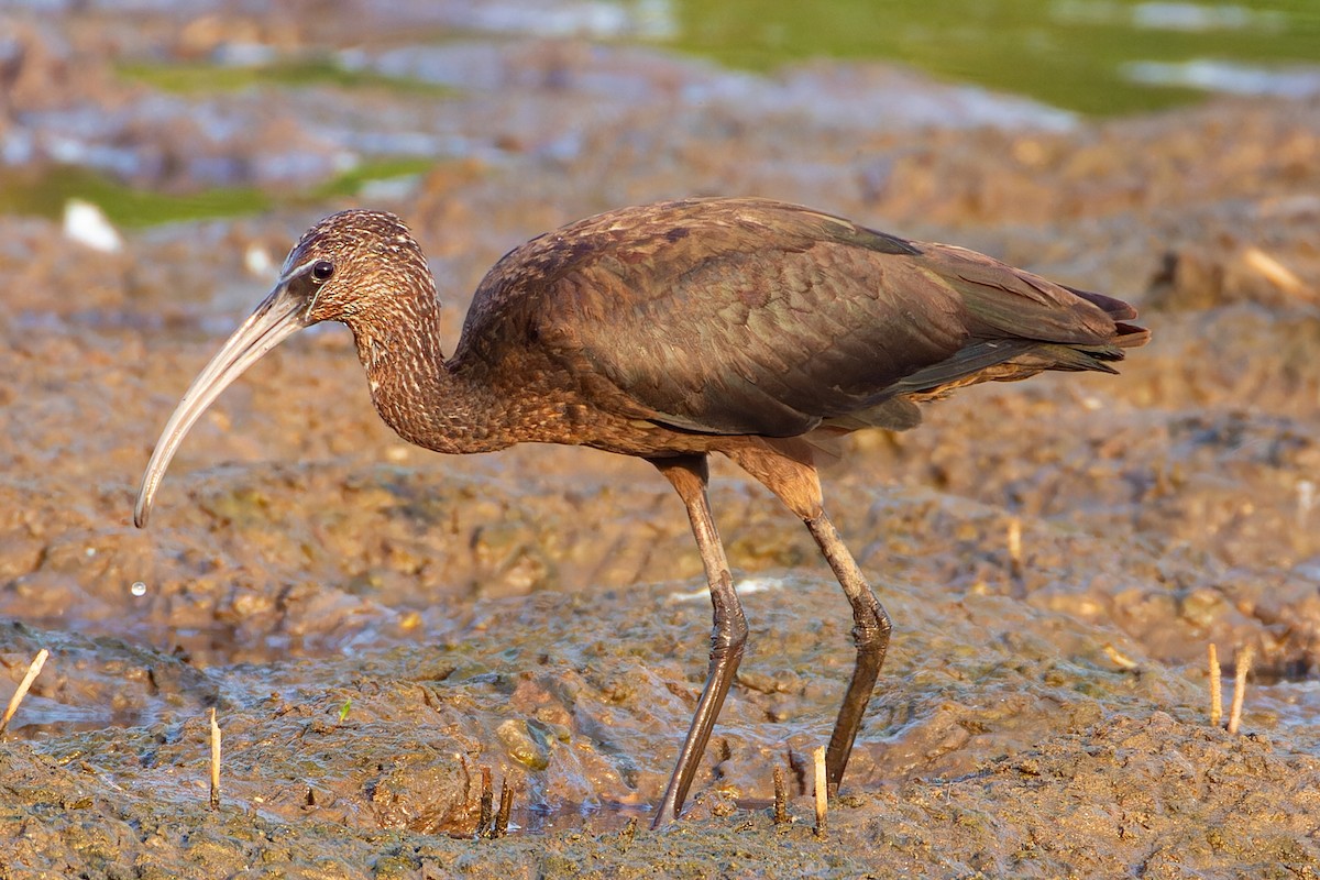 Glossy Ibis - ML623134740