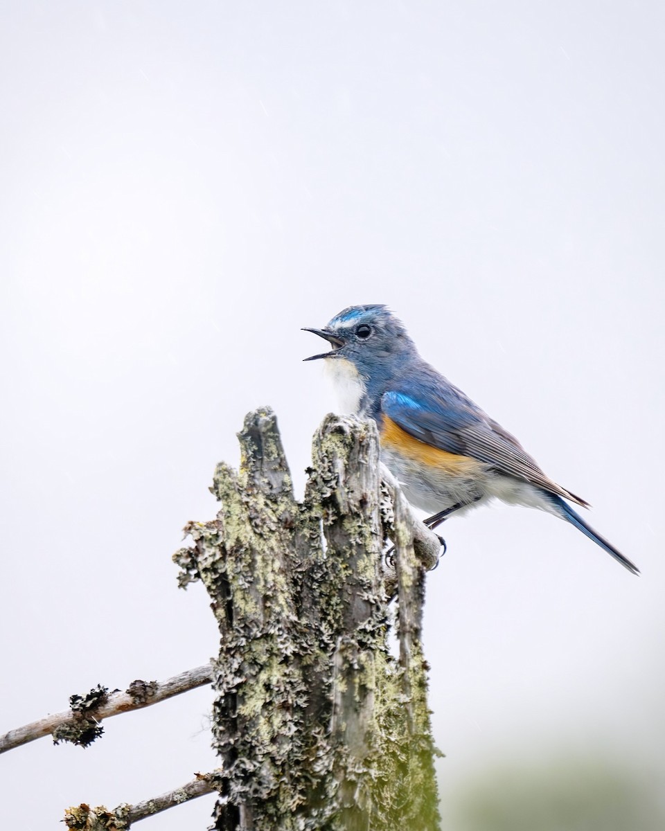 Red-flanked Bluetail - ML623134741