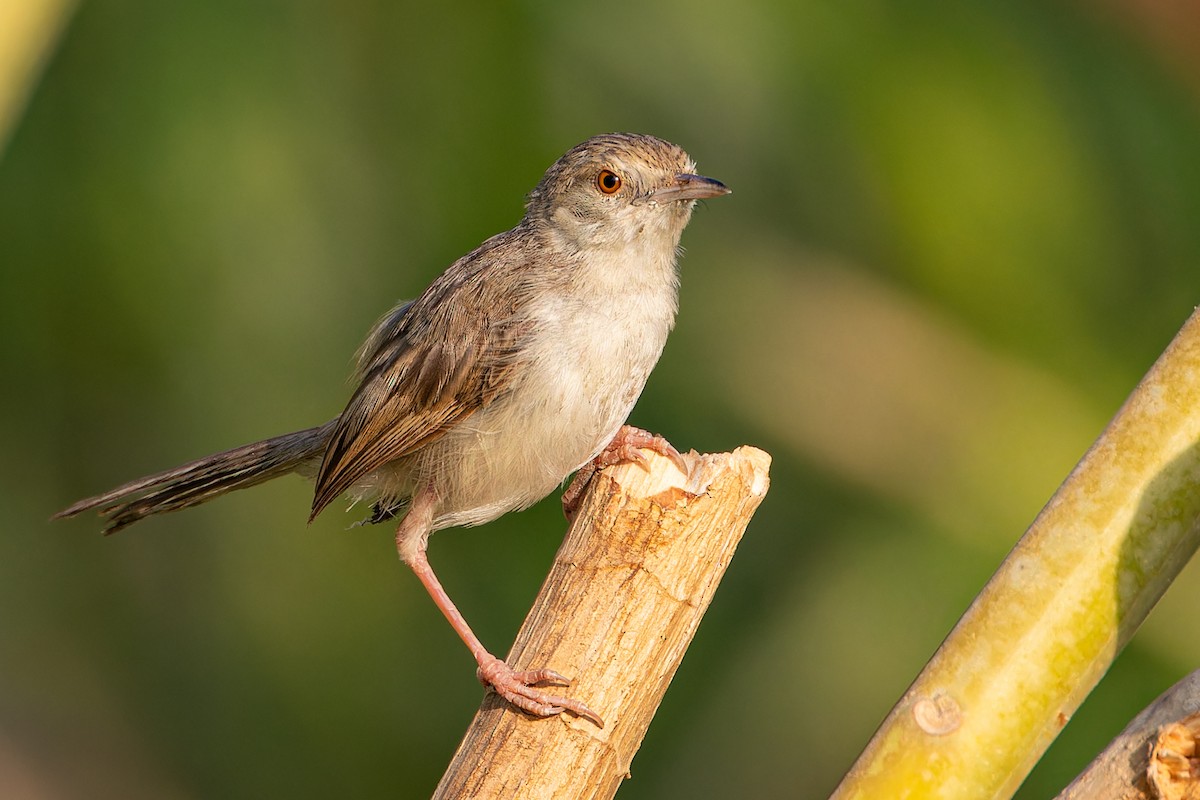 Graceful Prinia - ML623134765