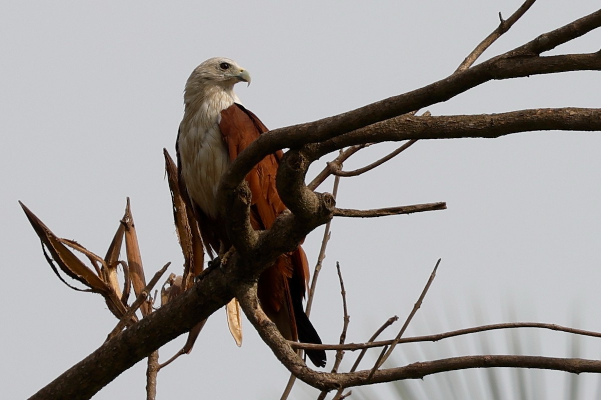 Brahman Çaylağı - ML623134774