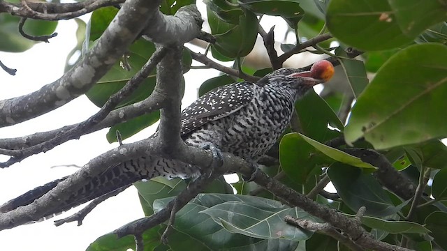 Asian Koel - ML623134784