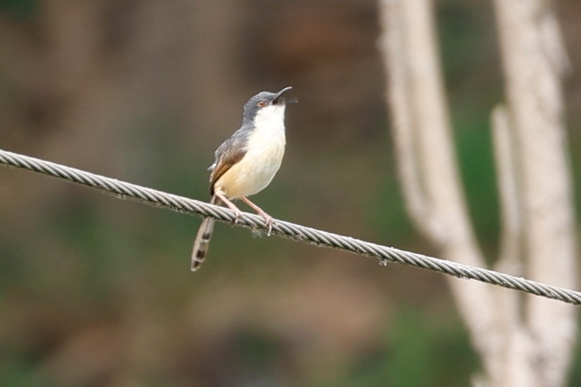 Ashy Prinia - Grant Robinson