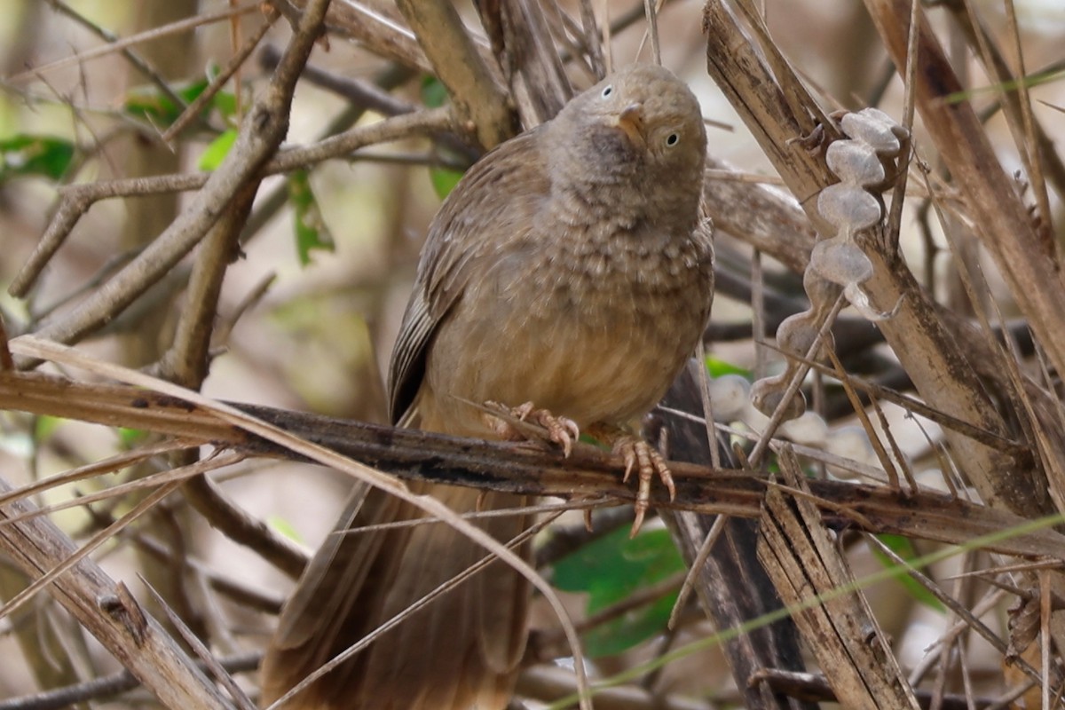 Yellow-billed Babbler - Grant Robinson