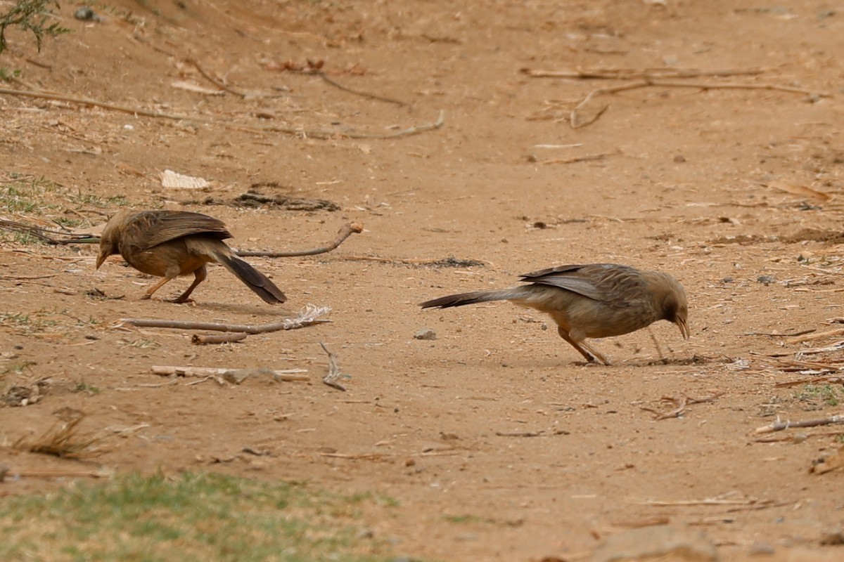 Yellow-billed Babbler - Grant Robinson