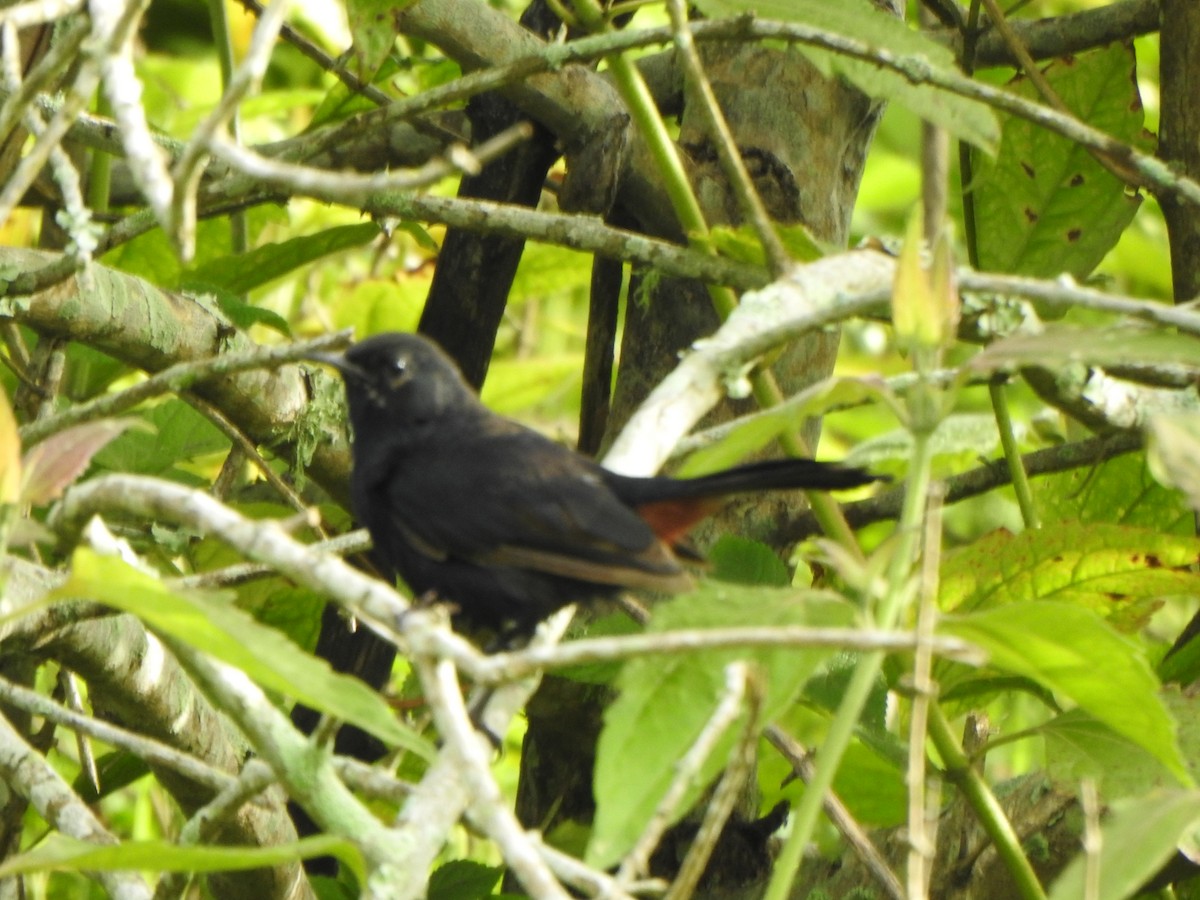 Indian Robin - ML623134808