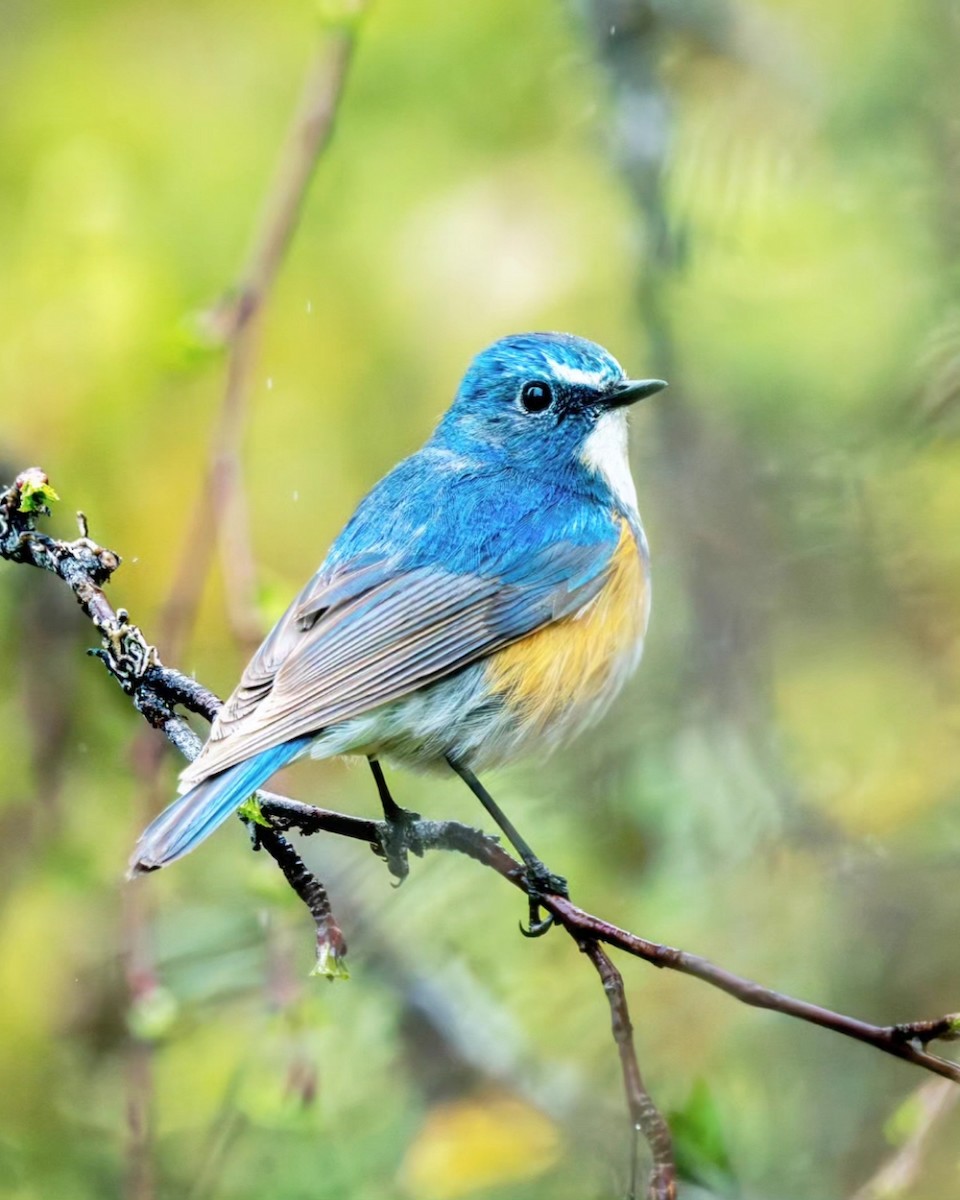 Red-flanked Bluetail - ML623134828