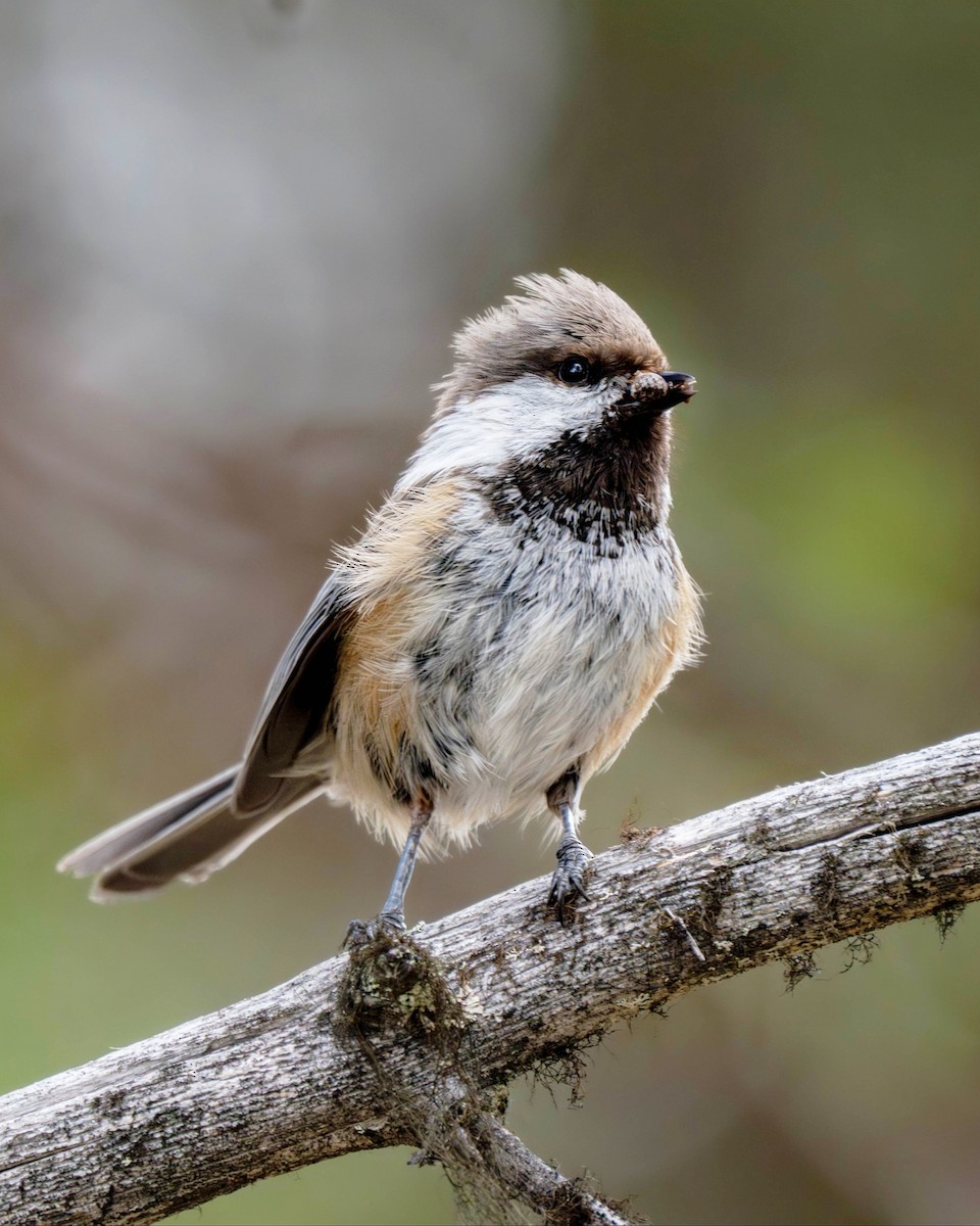 Gray-headed Chickadee - ML623134862