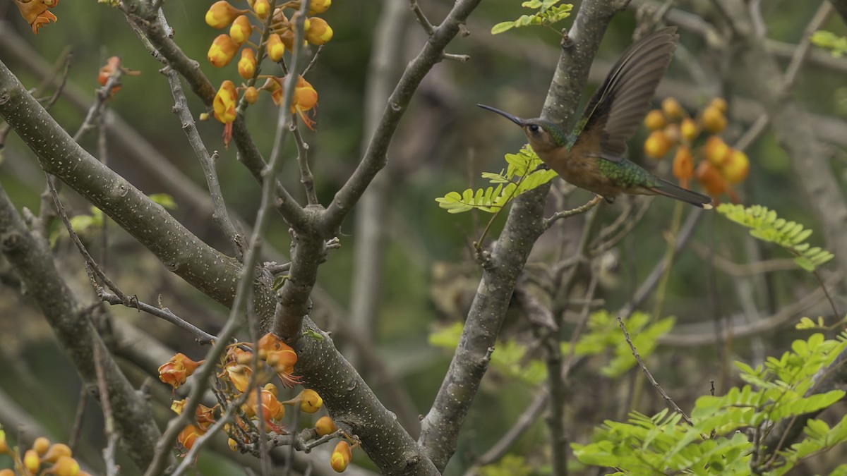 Rufous Sabrewing - Robert Tizard